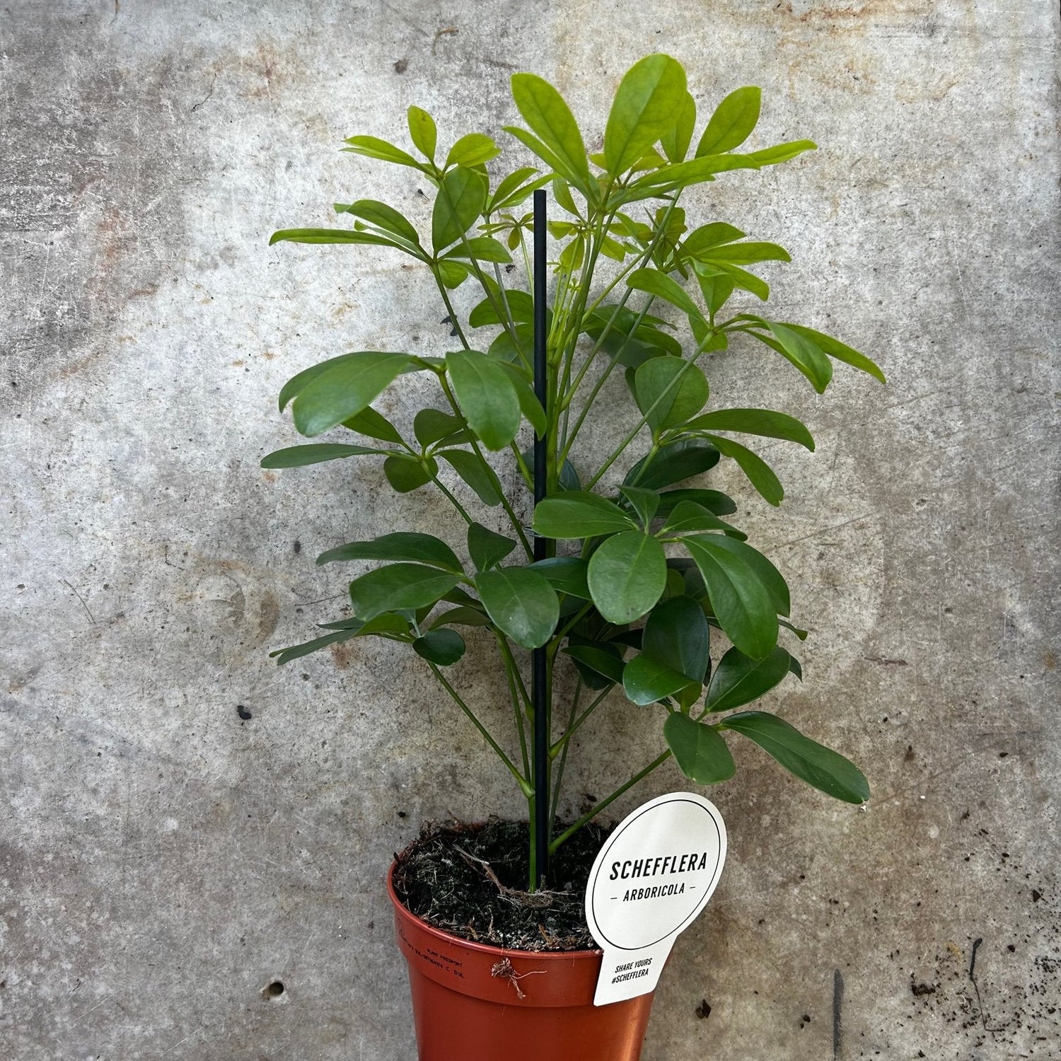 Schefflera arboricola &