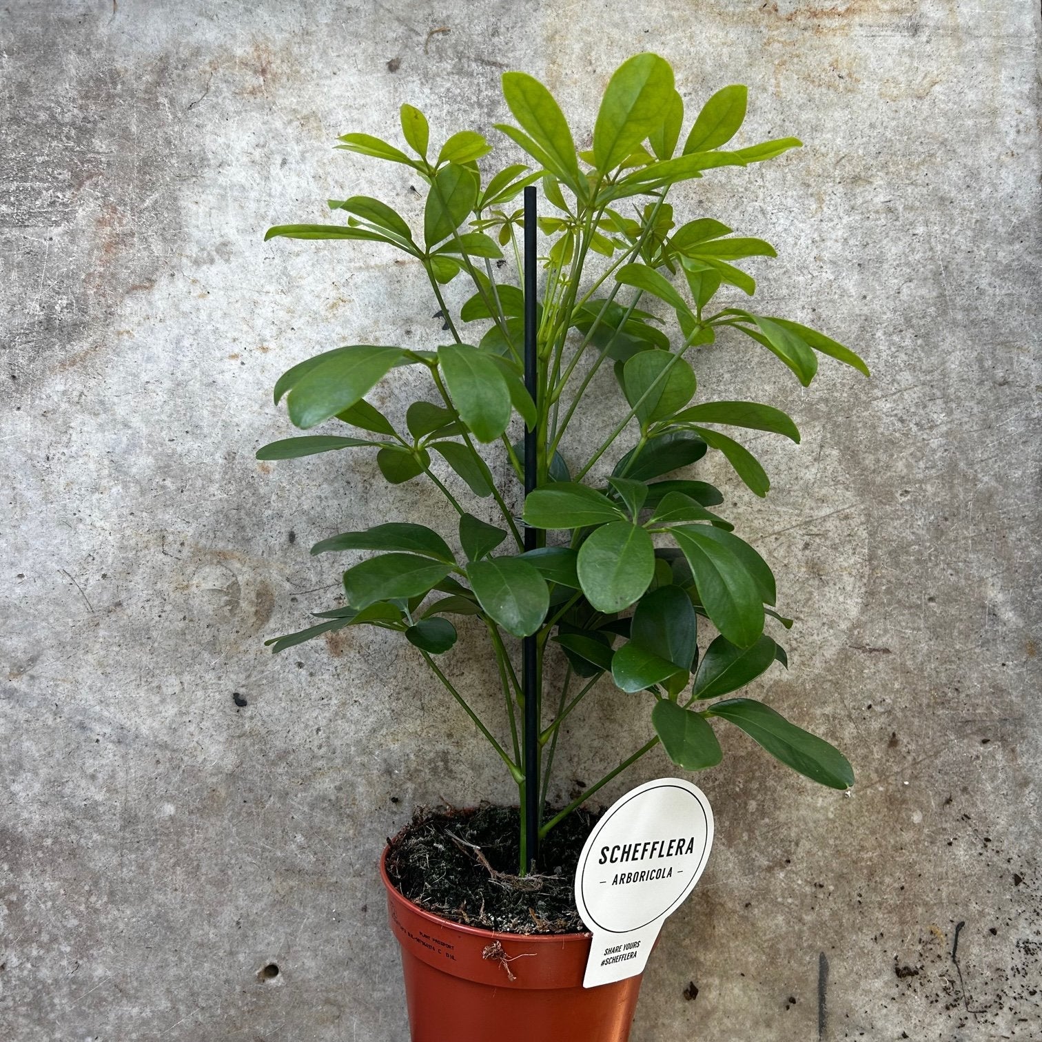 Schefflera arboricola &
