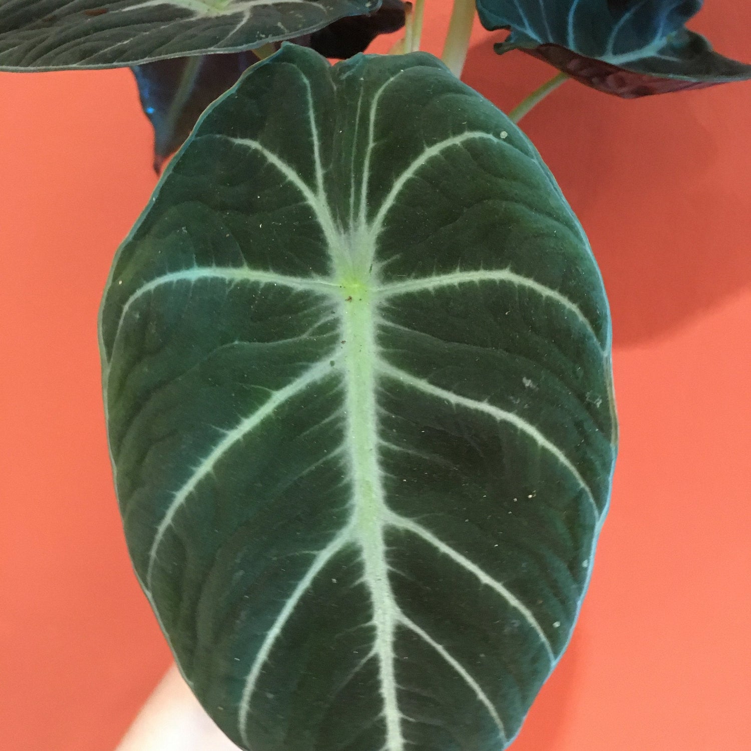 Alocasia reginula (Black Velvet/ Elephant Ear)