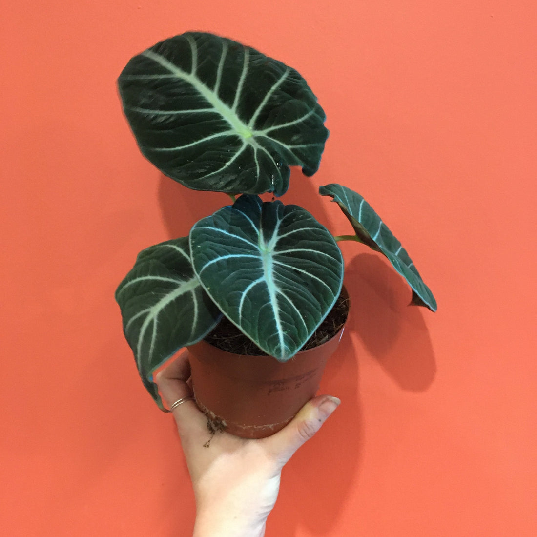 Alocasia reginula (Black Velvet/ Elephant Ear)