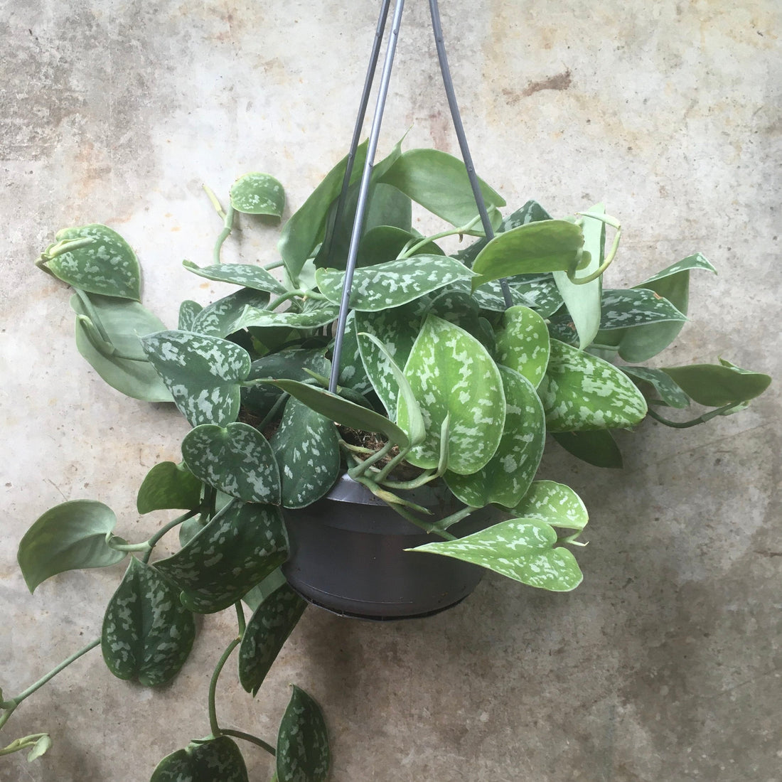 Scindapsus pictus &
