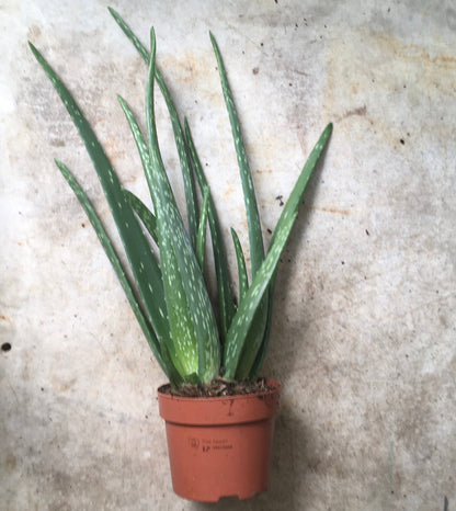 Aloe vera (Succulent plant)