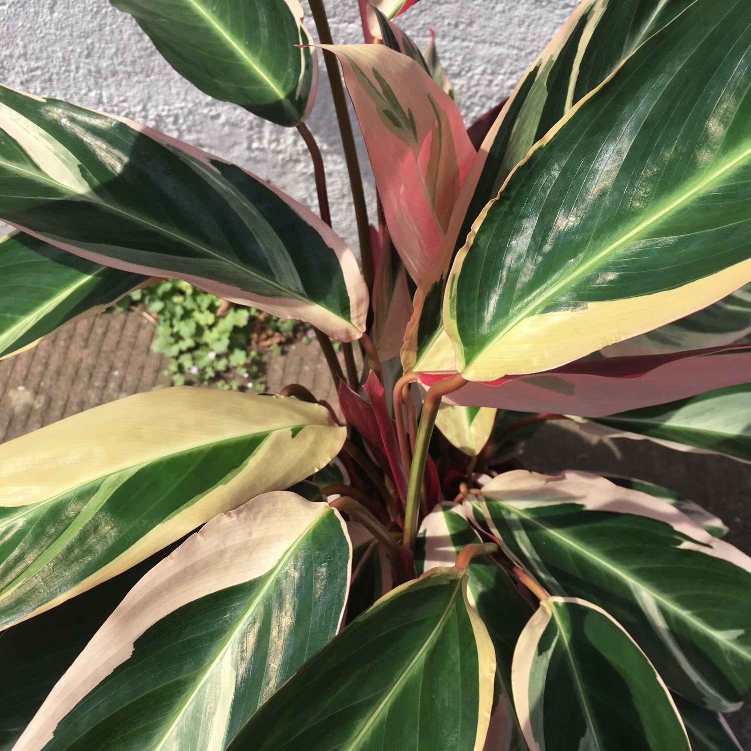 Stromanthe sanguinea &