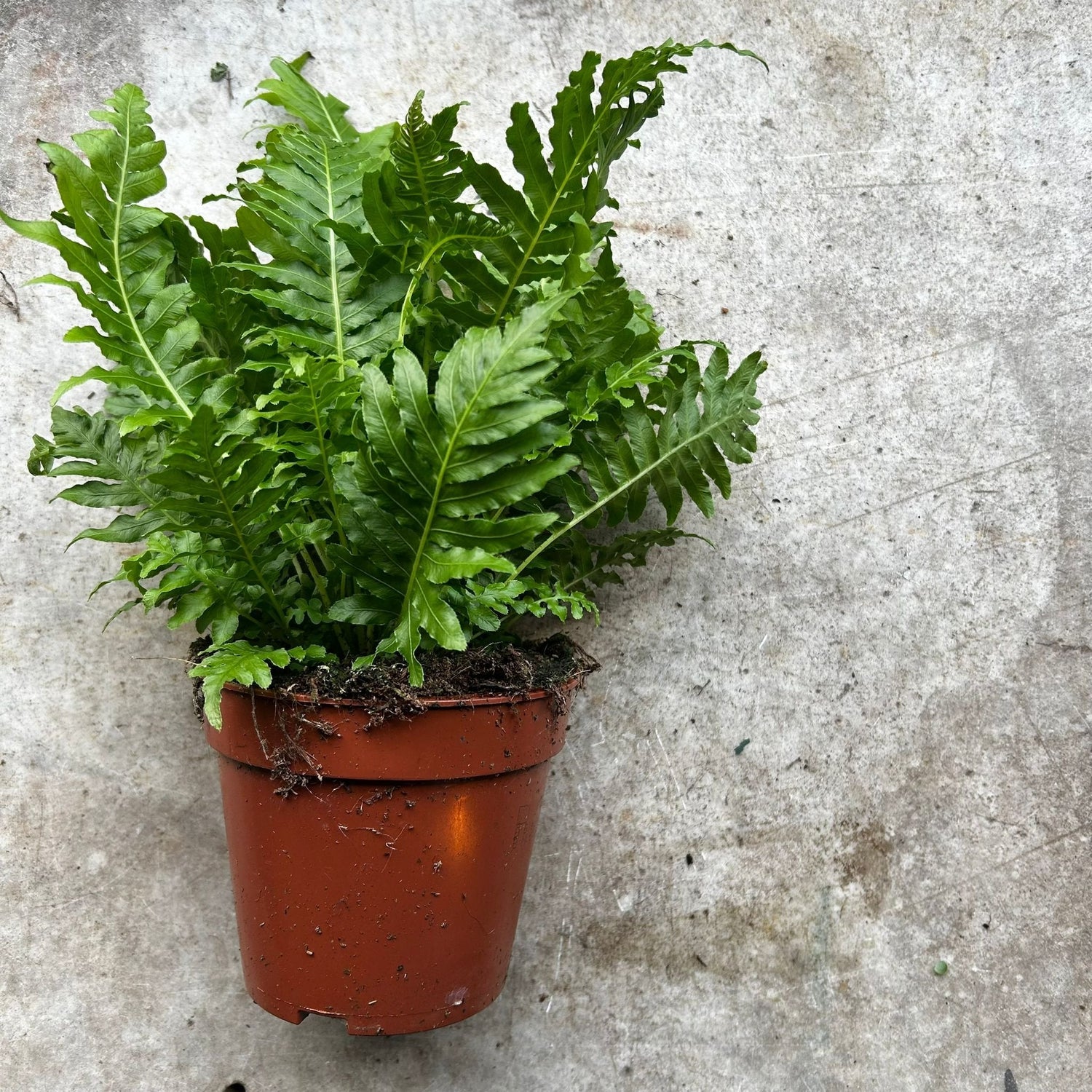 Blechnum gibbum &