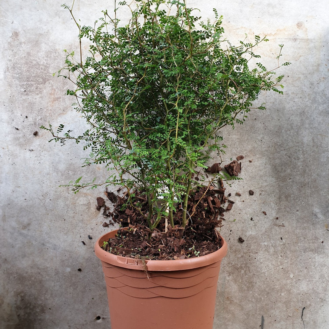 Sophora Prostrata &