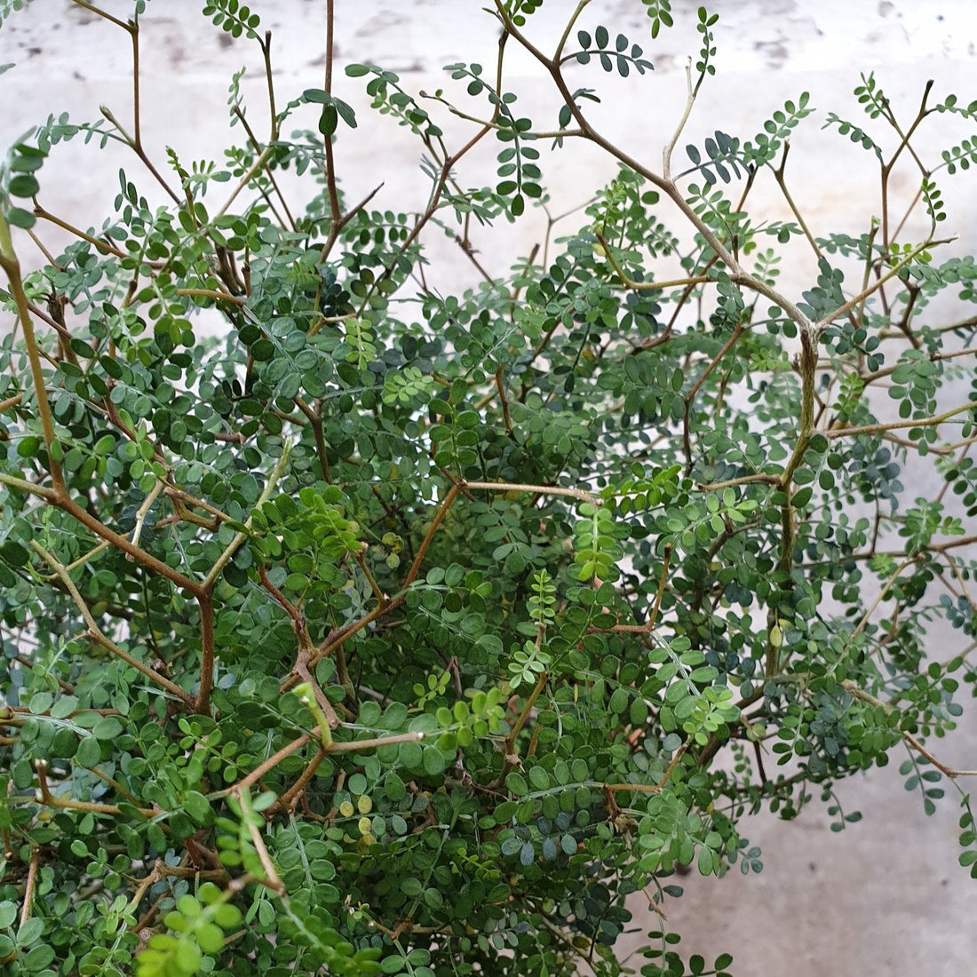 Sophora Prostrata &