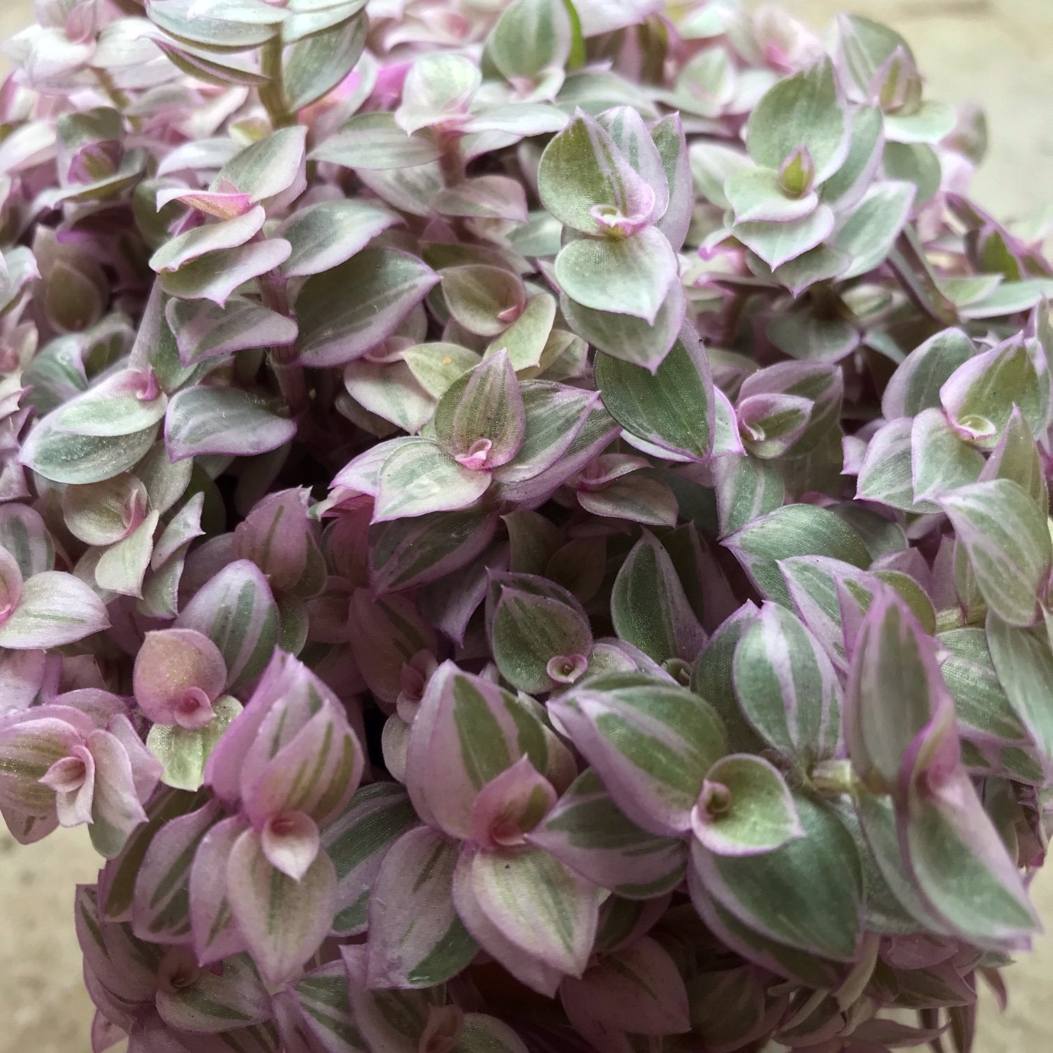 Callisia repens &