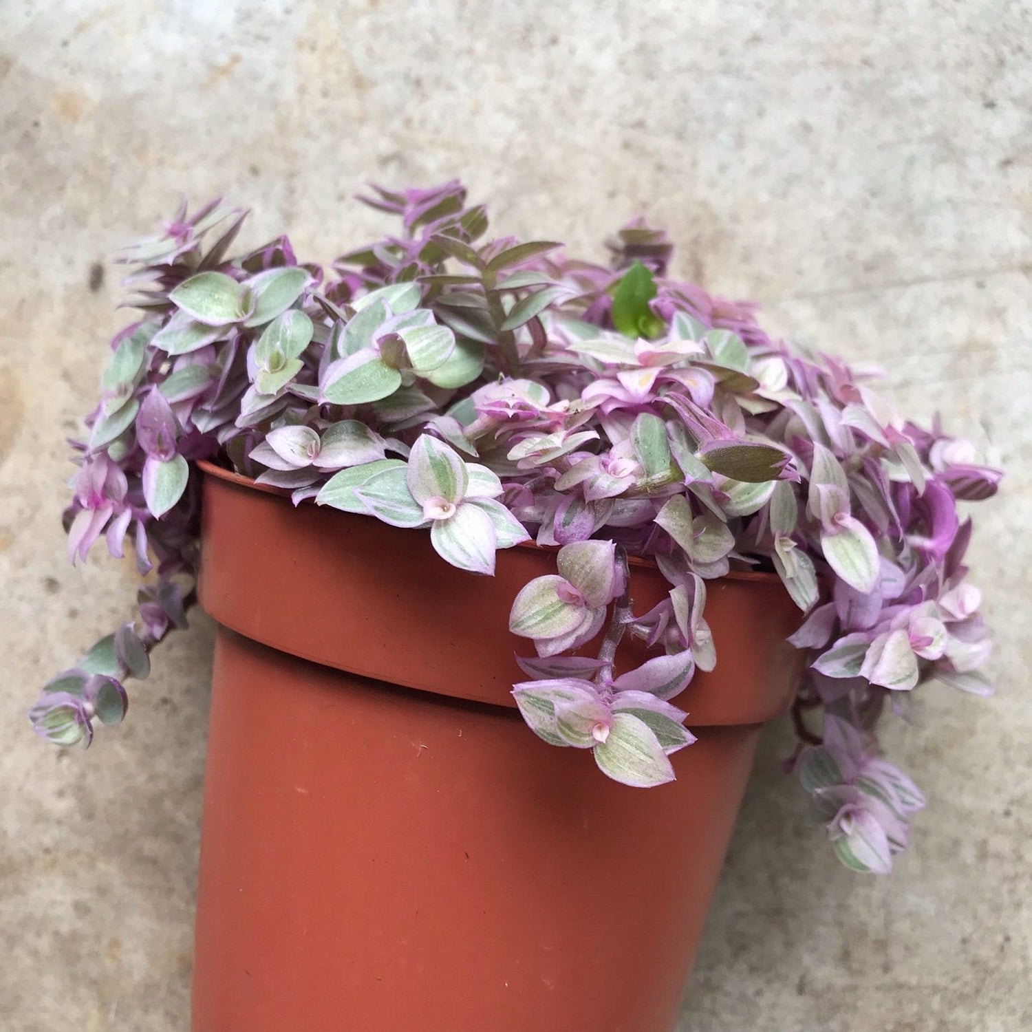 Callisia repens &