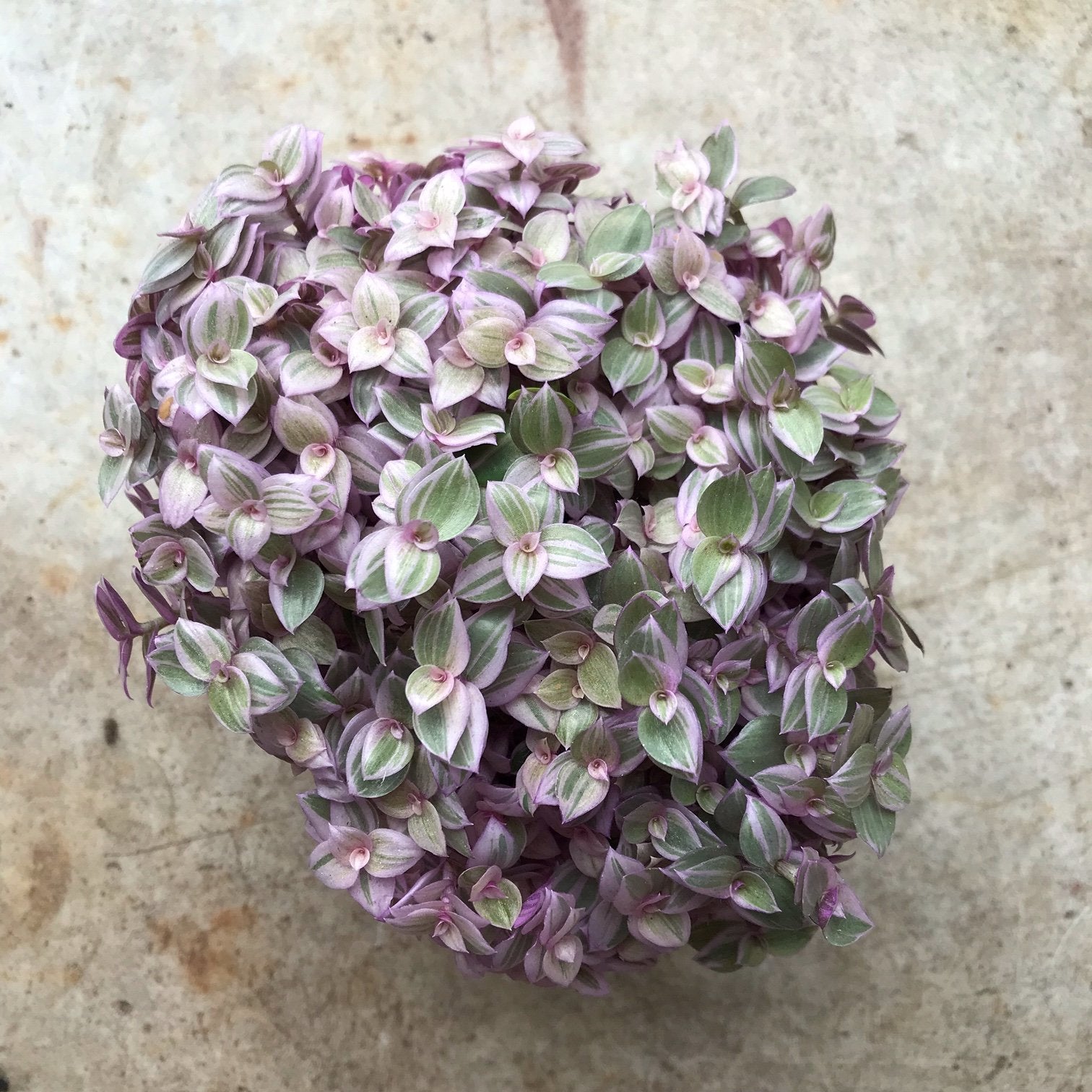 Callisia repens &