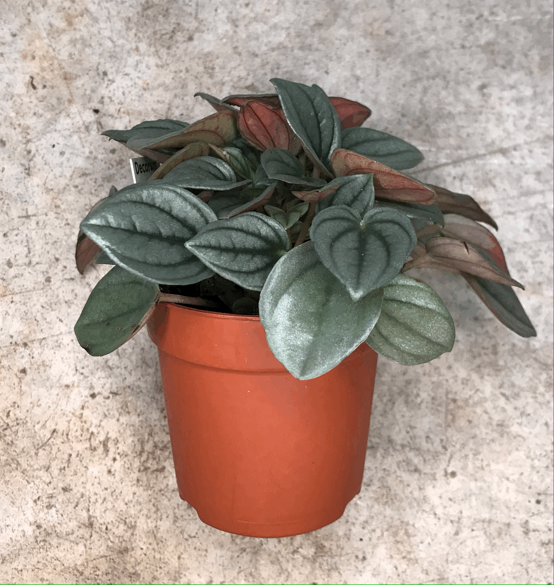 Peperomia &
