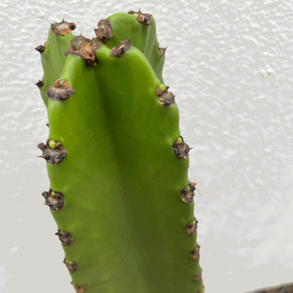 Euphorbia ingens (large desert/cowboy style cactus)