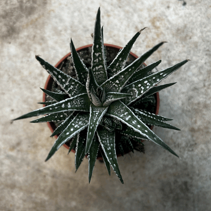 Haworthia fasciata &