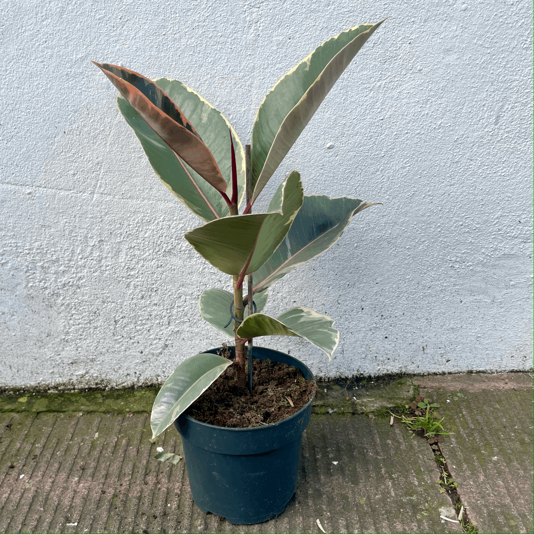 Ficus elastica (Rubber Plant) -5 varieties available