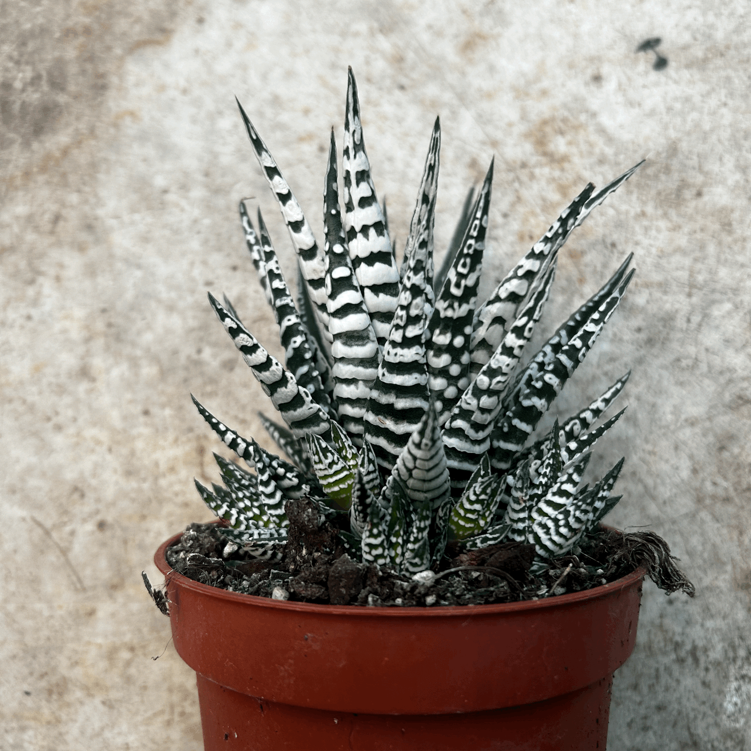 Haworthia fasciata &