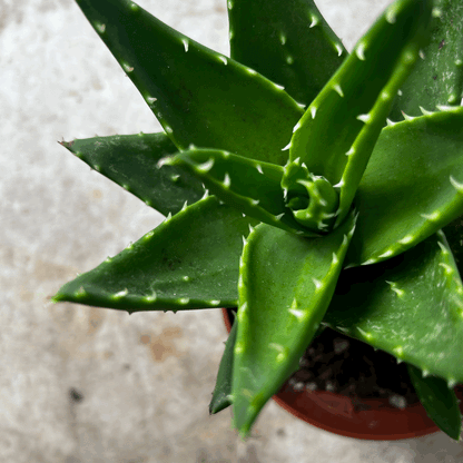 Aloe perfoliata syn. Aloe mitriformis (Mitre aloe/ Succulent aloe)