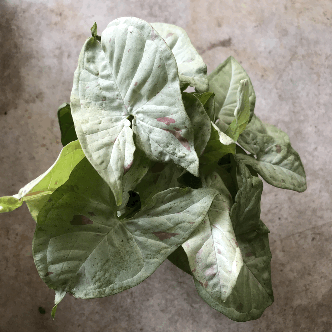 Syngonium podophyllum &