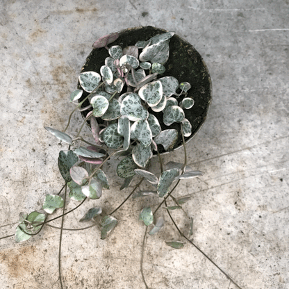 Ceropegia woodii (Variegated String of Hearts/ Rosary Vine)