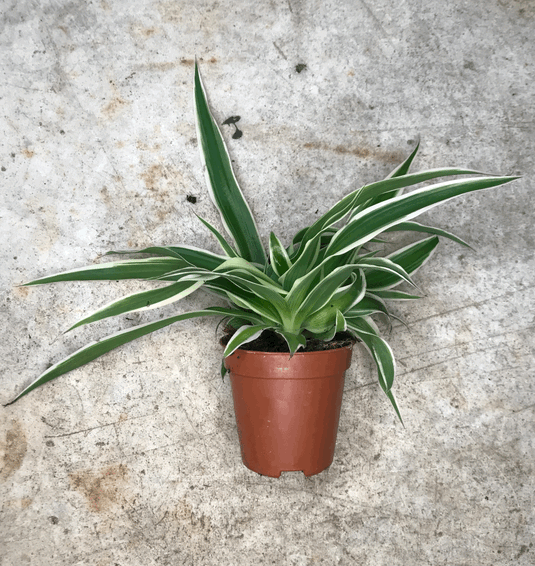 How to Care for Spider Plants An Essential Guide & Between Two Thorns