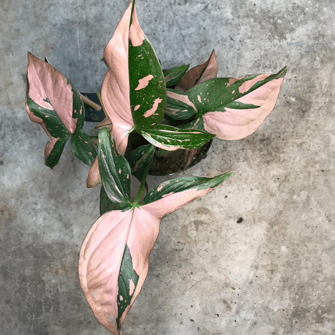 Syngonium podophyllum &