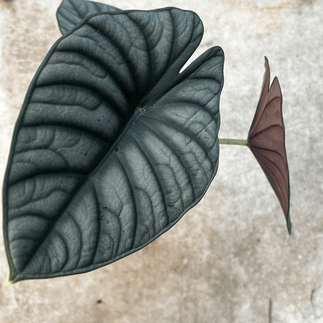 Alocasia &