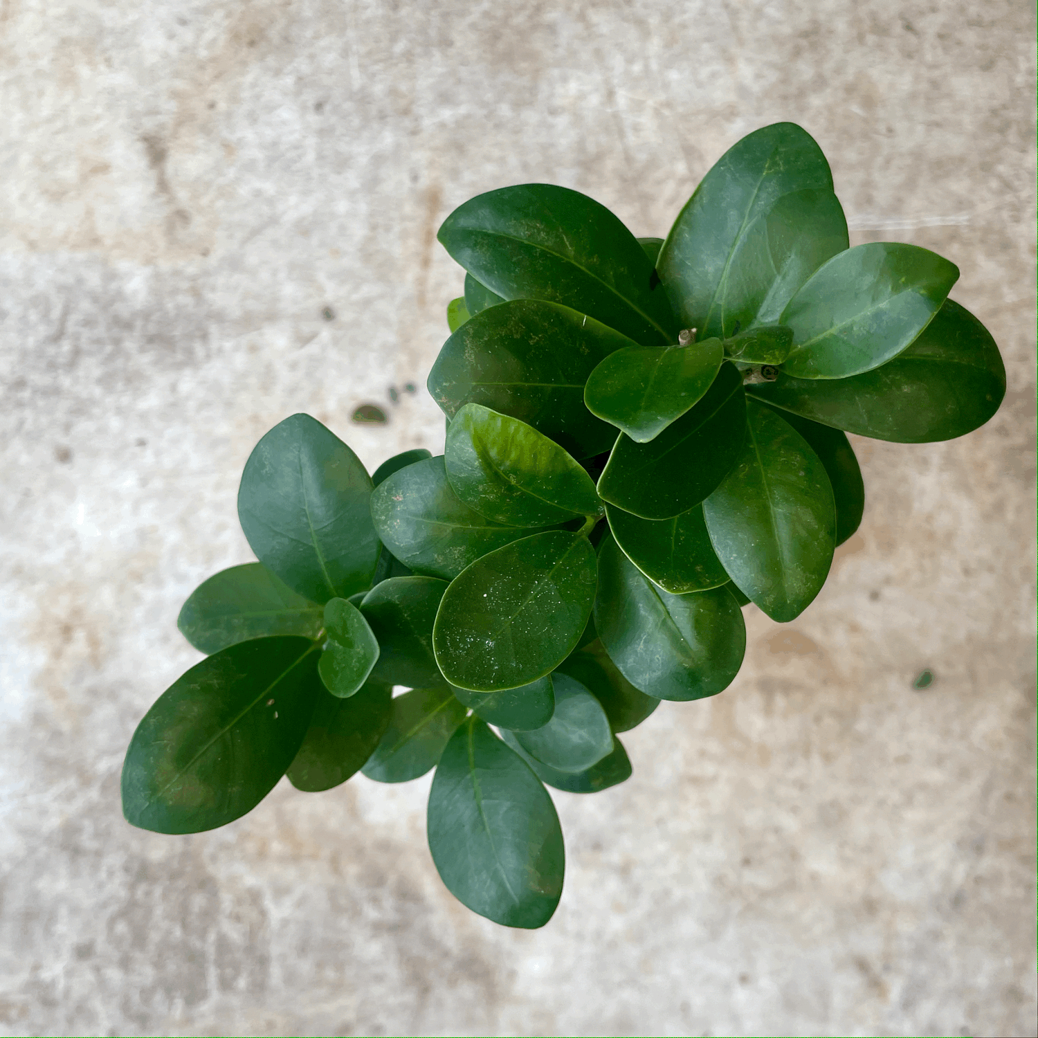 Ficus Microcarpa &