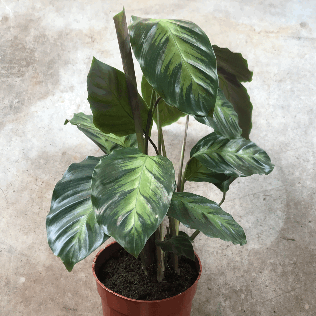 Goeppertia albertii syn. Calathea albertii (Emerald Feather/ Prayer Plant)