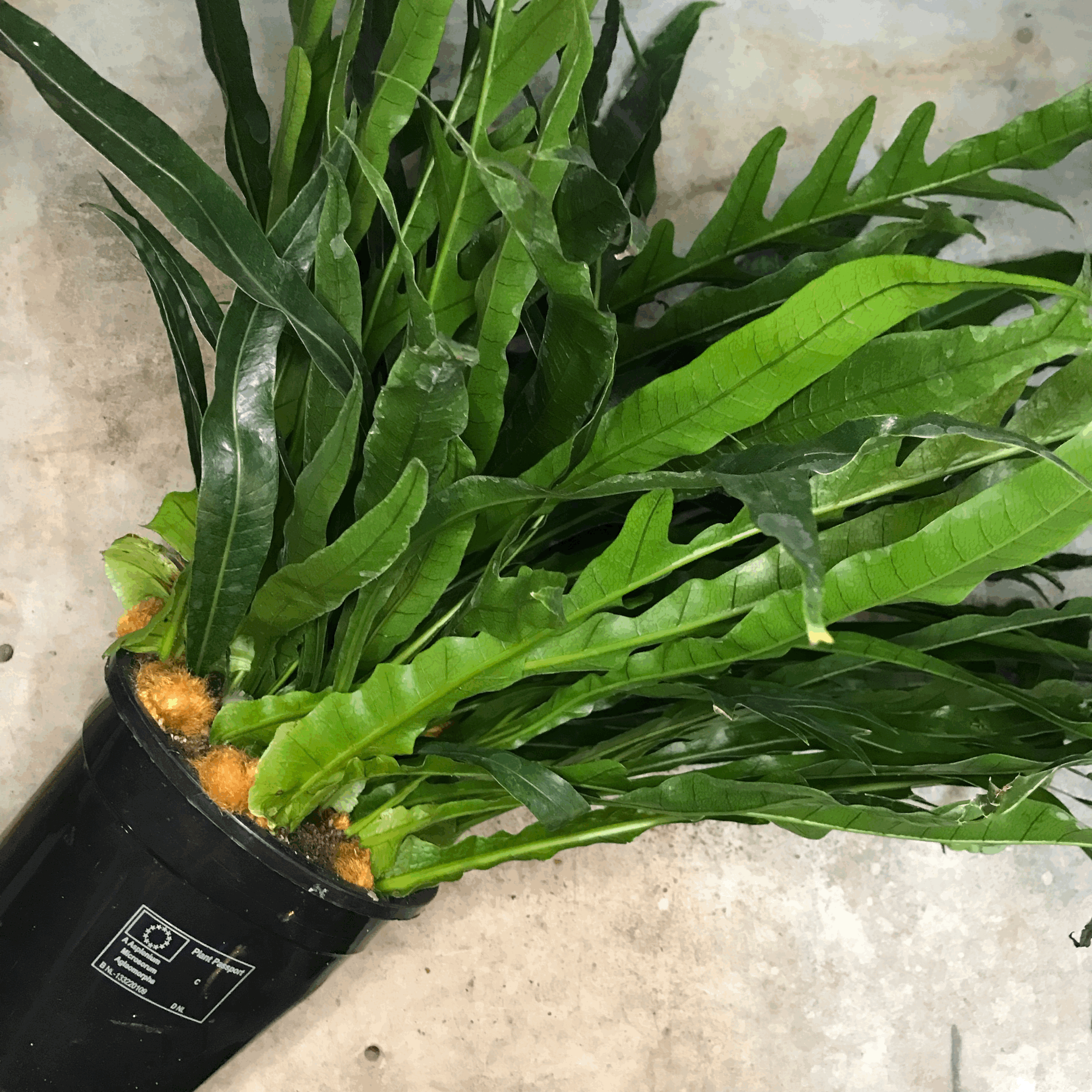 Aglaomorpha coronans (Snake leaf Fern)