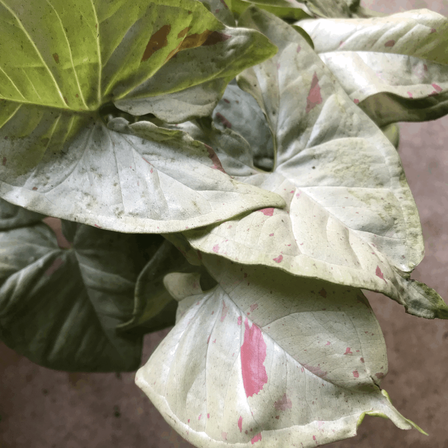 Syngonium podophyllum &