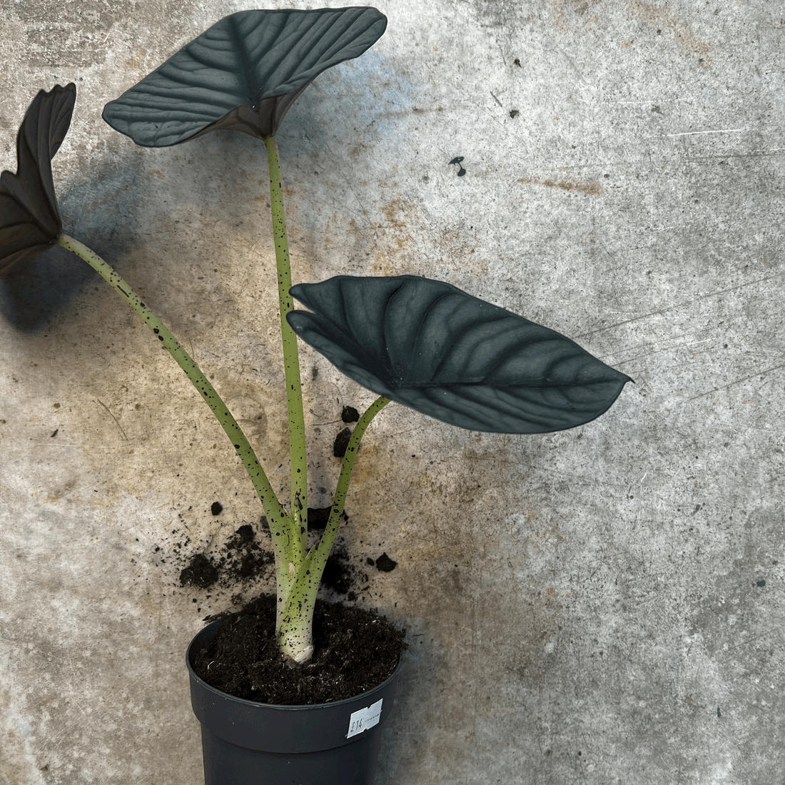 Alocasia &