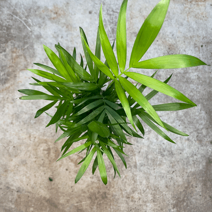 Chamaedorea elegans (Parlour palm)- Various Sizes