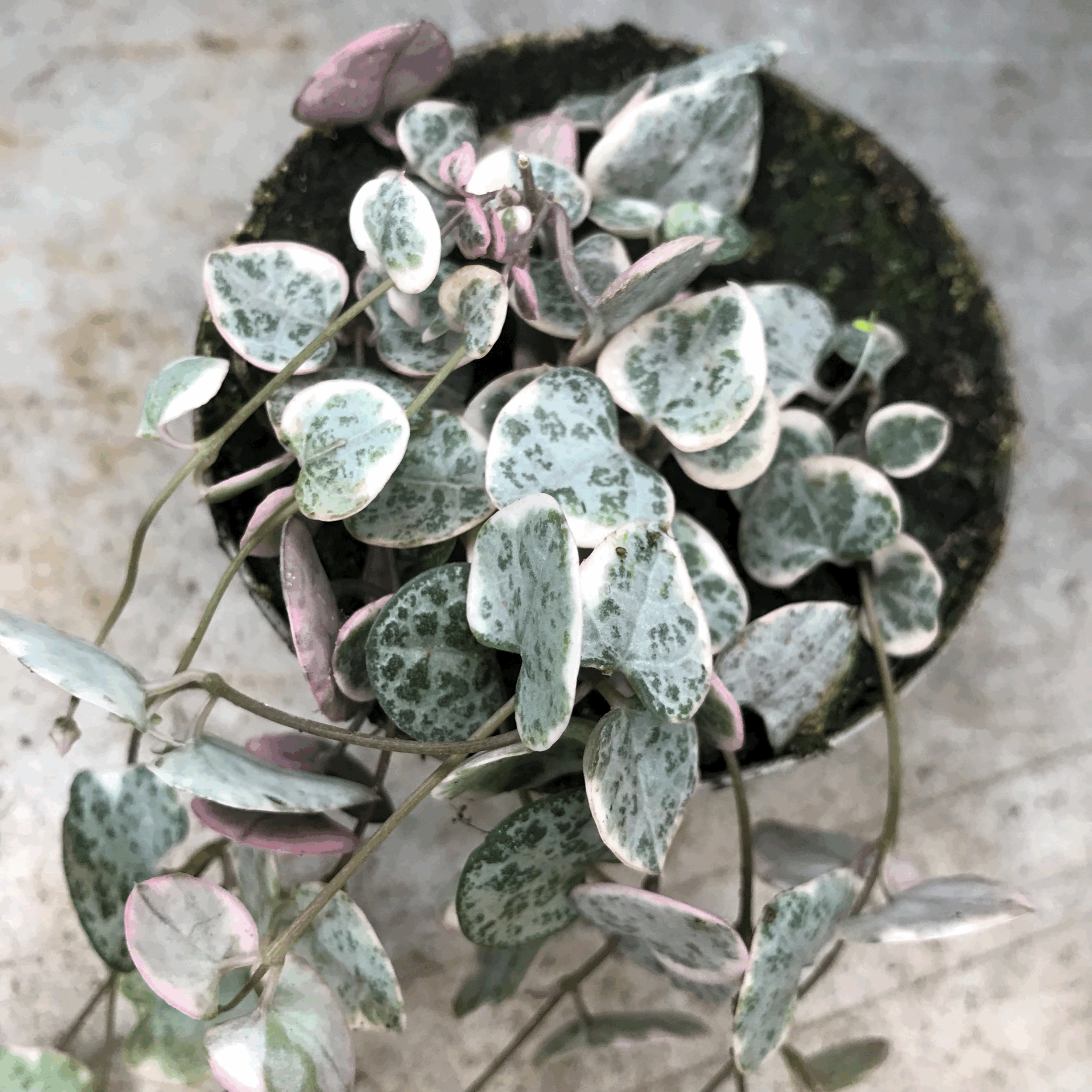 Ceropegia woodii (Variegated String of Hearts/ Rosary Vine)
