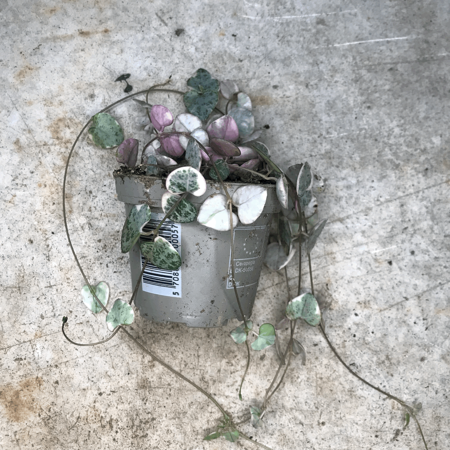 Ceropegia woodii (Variegated String of Hearts/ Rosary Vine)