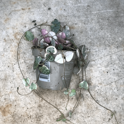 Ceropegia woodii (Variegated String of Hearts/ Rosary Vine)