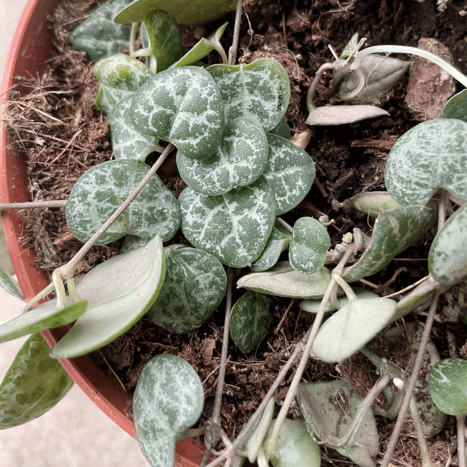 Ceropegia woodii (String of Hearts / Rosary vine)