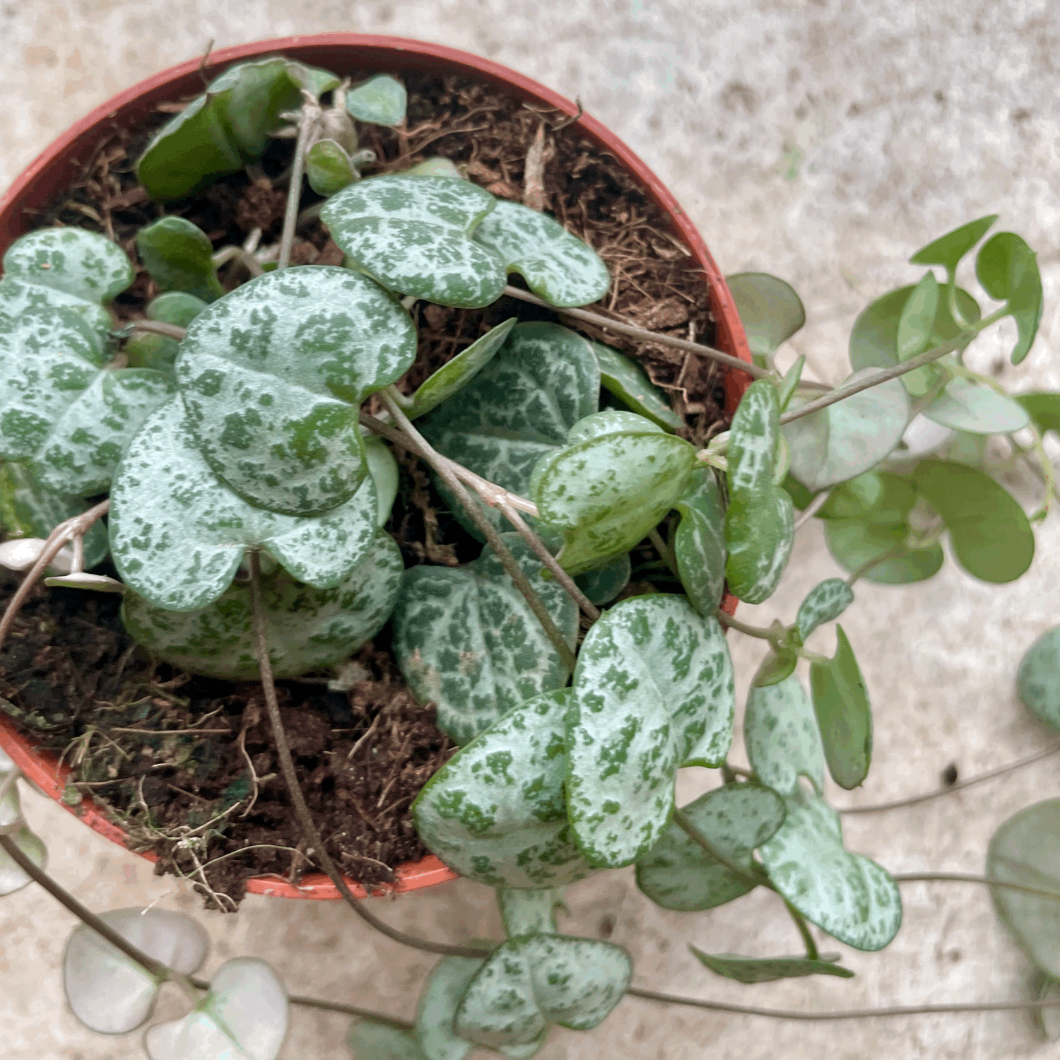 Ceropegia woodii (String of Hearts / Rosary vine)
