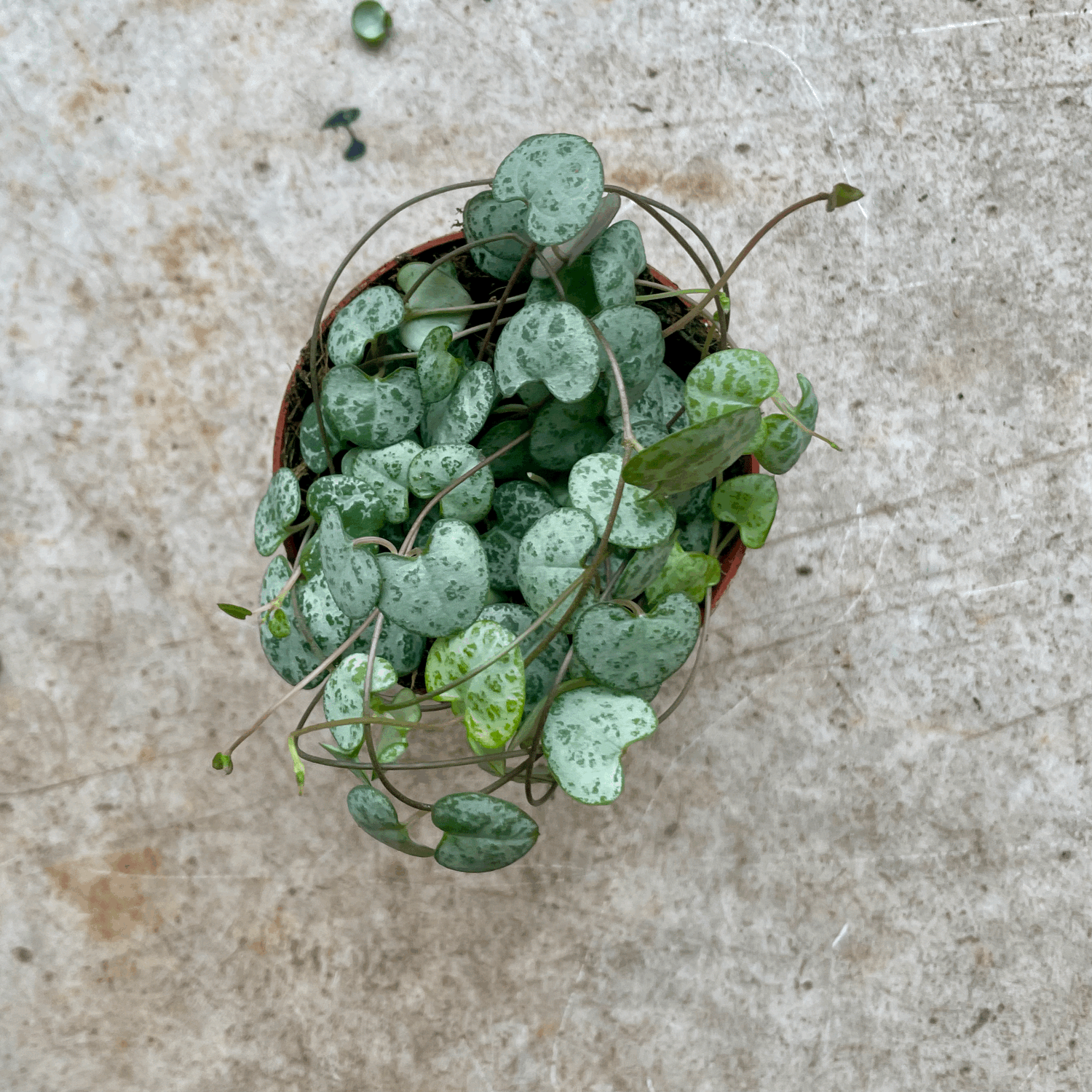 Ceropegia woodii (String of Hearts / Rosary vine)