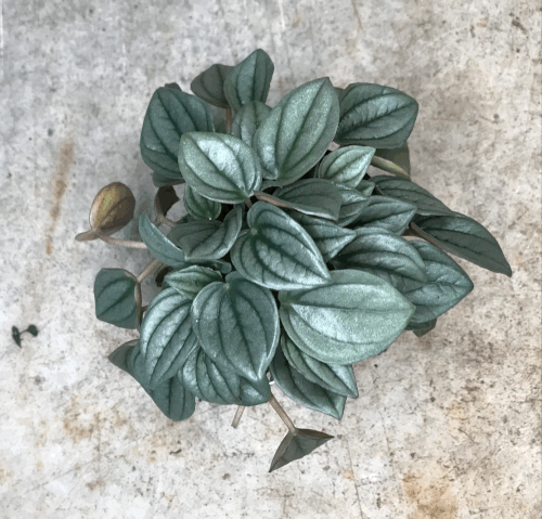 Peperomia &