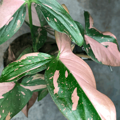Syngonium podophyllum &