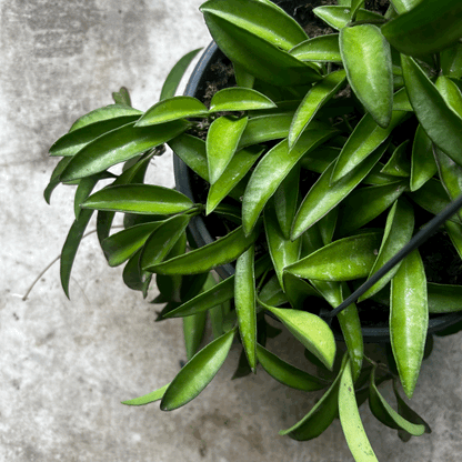 Hoya wayetii (Wax flower)- In hanging pot