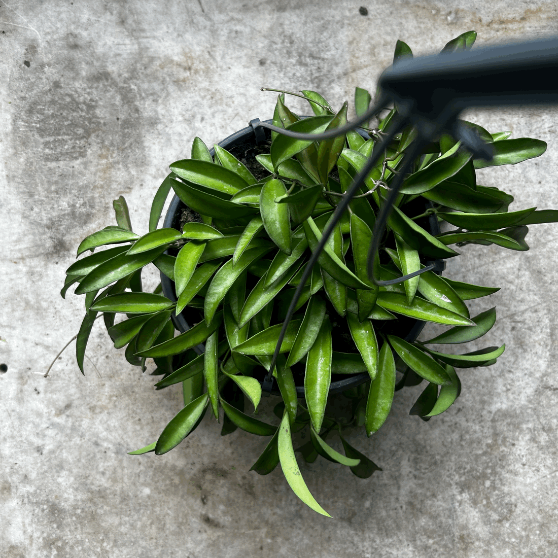 Hoya wayetii (Wax flower)- In hanging pot