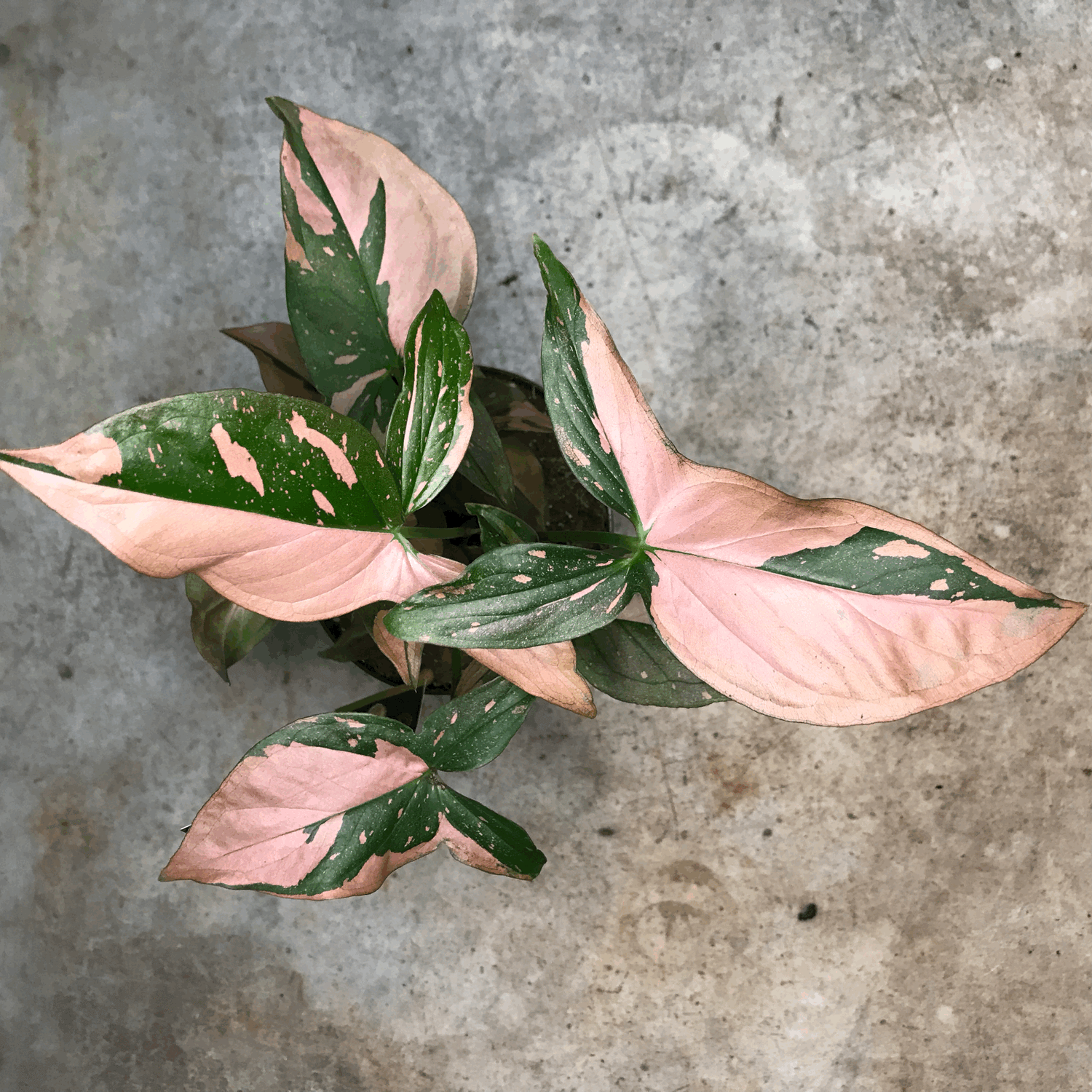 Syngonium podophyllum &
